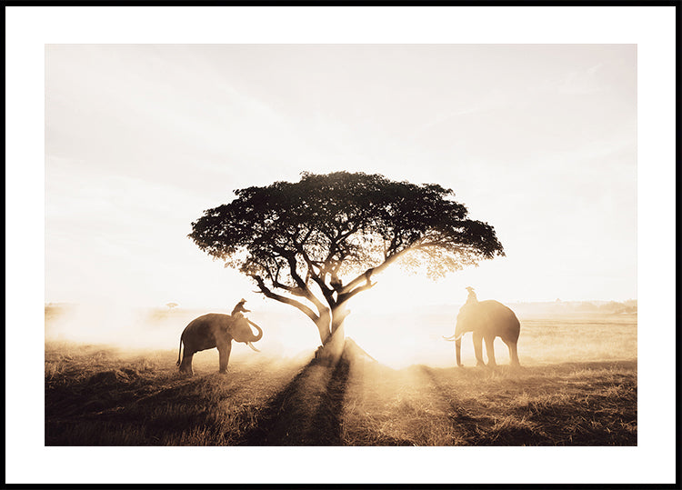 Elephants and Tree at Sunrise Poster