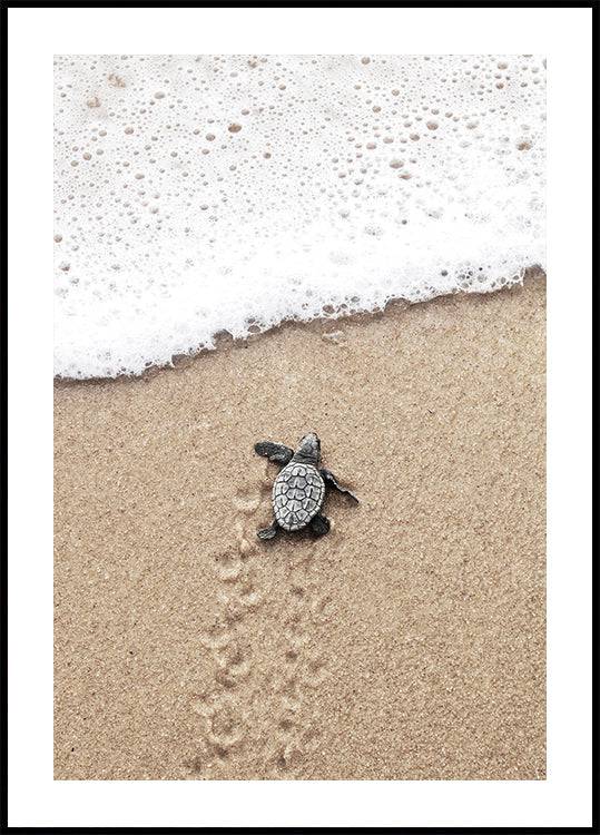 Baby Turtle Runs Into The Water Poster