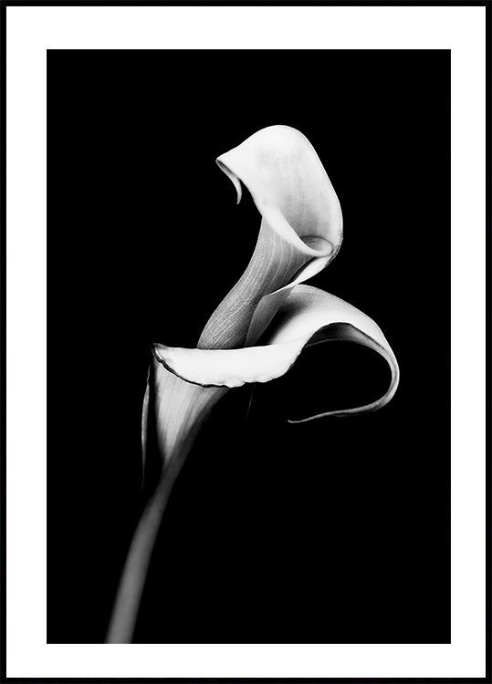 Calla Lily Poster - Posterbox.art