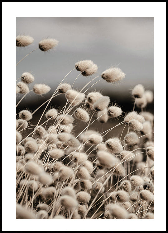 Reeds Field Poster - Posterbox.art