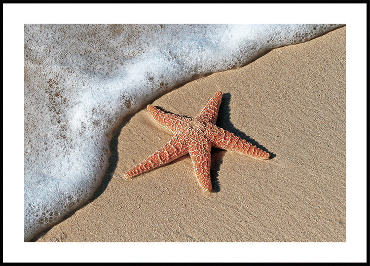 Starfish on the Beach Shoreline Poster