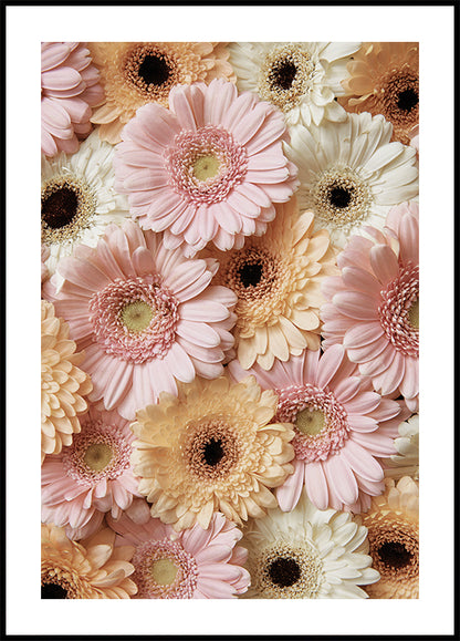 Tender Gerbera Poster