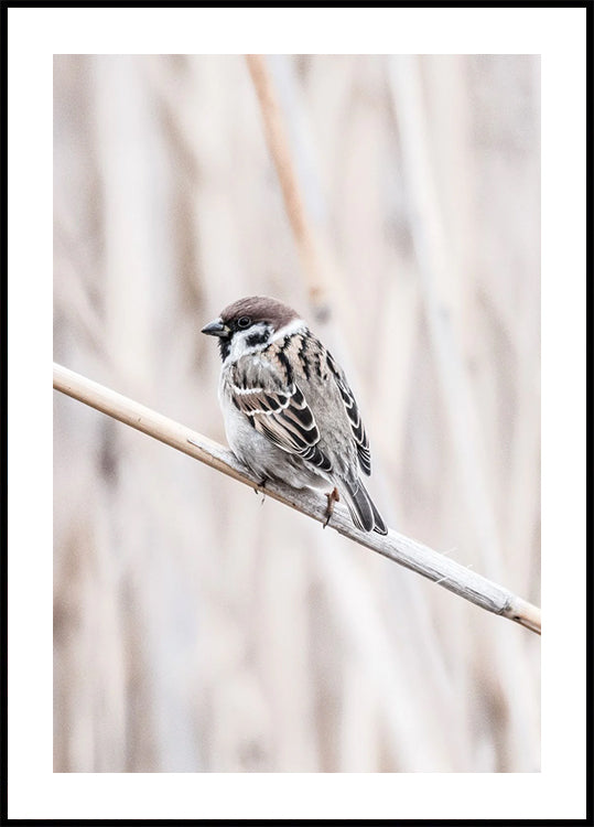 Tree Sparrow on Branch Poster