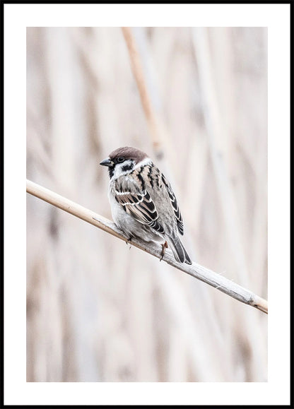 Tree Sparrow on Branch Poster