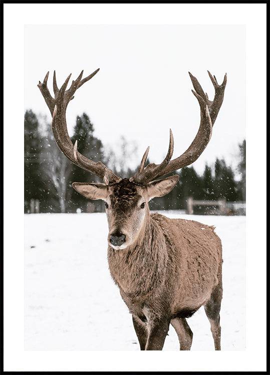 Deer in a Snowy Forest Poster