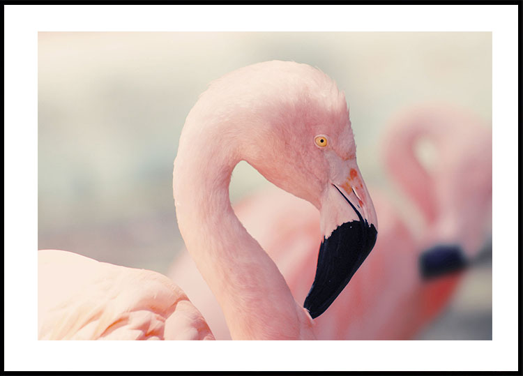 Flamingo Profile Poster - Posterbox.art