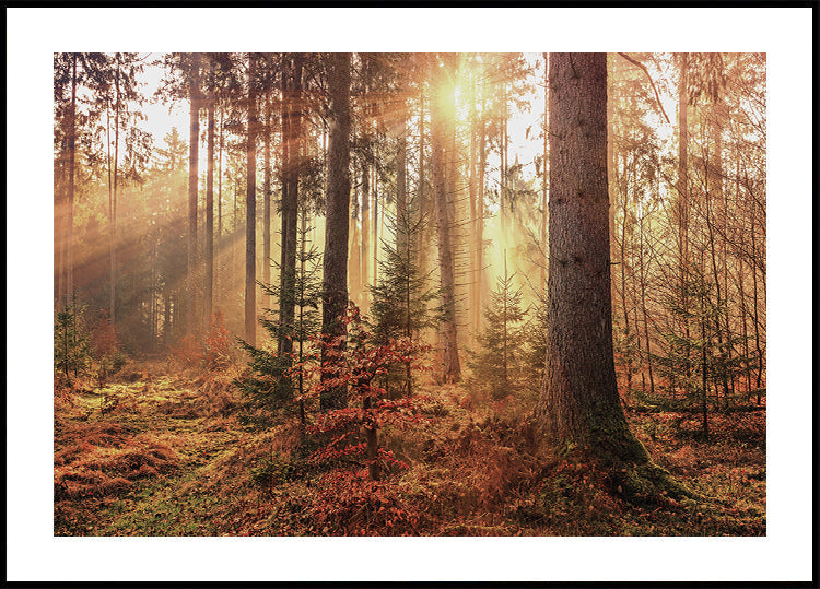 Serene Forest Illumination Poster