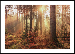 Serene bosverlichting poster