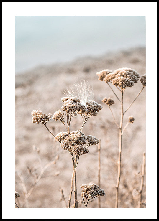 Dried Flowers Poster - Posterbox.art