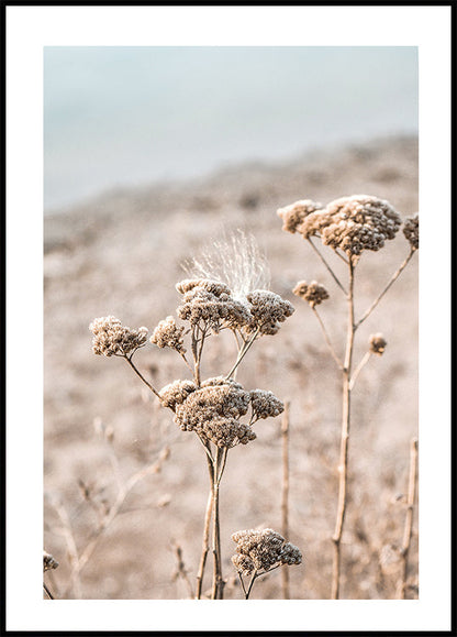 Dried Flowers Poster - Posterbox.art