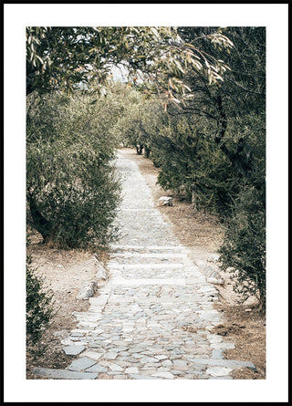 Olijfboomtuin poster