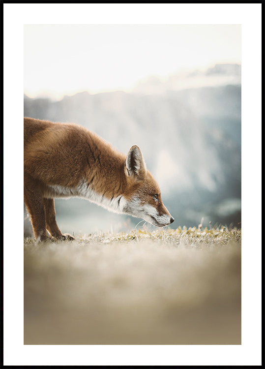Curious Fox Poster - Posterbox.art