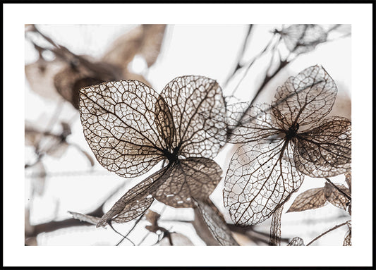 Autumn Dried Leaves №2 Poster