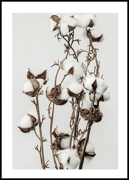 Dry Cotton Plant Poster - Posterbox.art