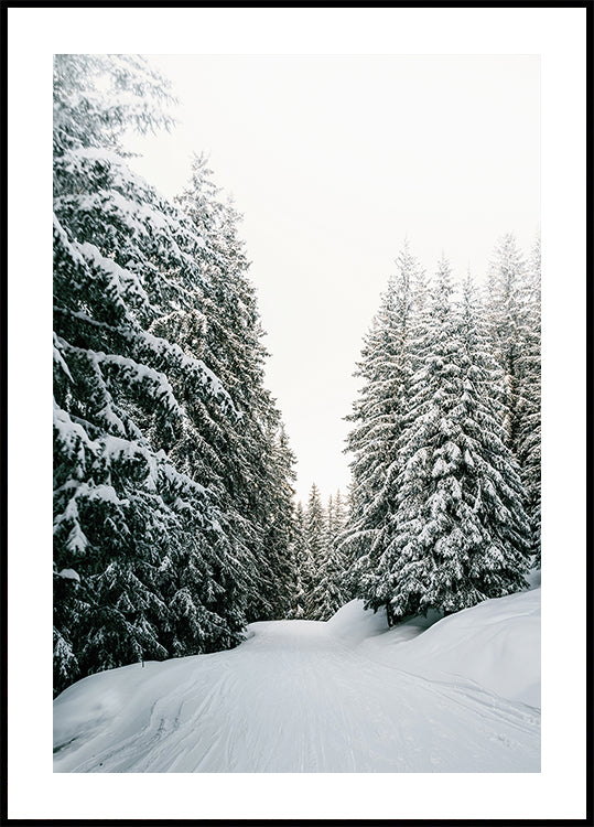 Snowy Road Through Evergreen Forest Poster - Posterbox.art