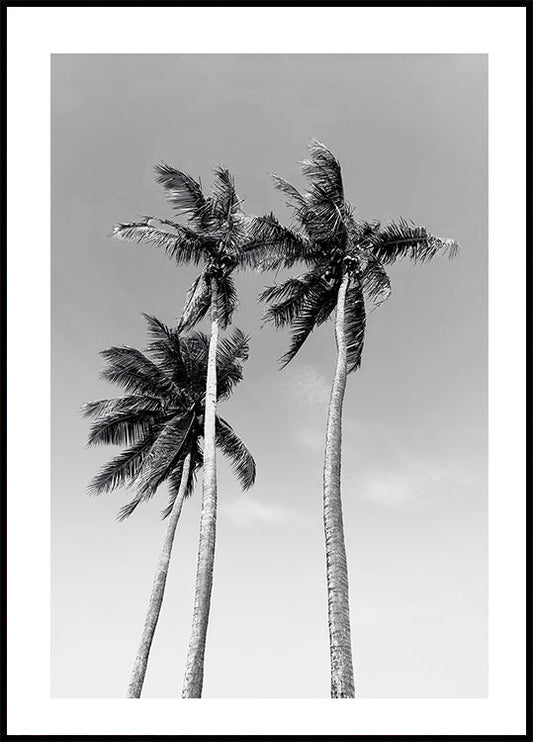 Three Palm Trees Poster