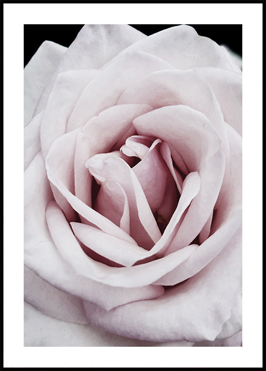 Pink Rose Poster - Posterbox.art