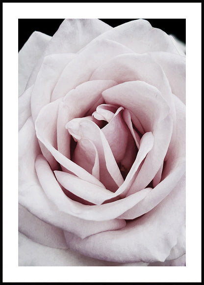 Pink Rose Poster - Posterbox.art