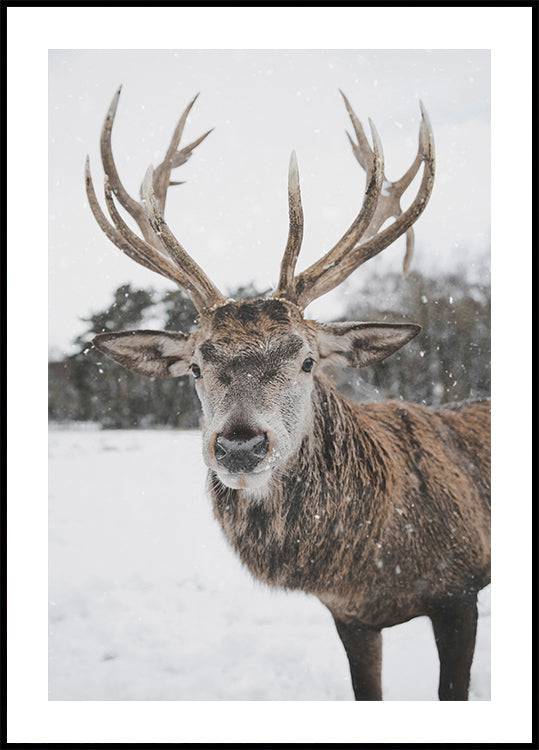 Majestic Deer in the Snow Poster