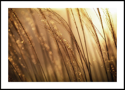 Golden Morning Dew Poster