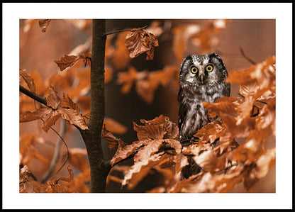 Owl Among Autumn Leaves Poster