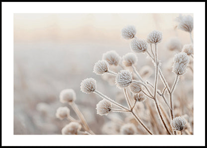 Frosted Winter Wildflowers Poster