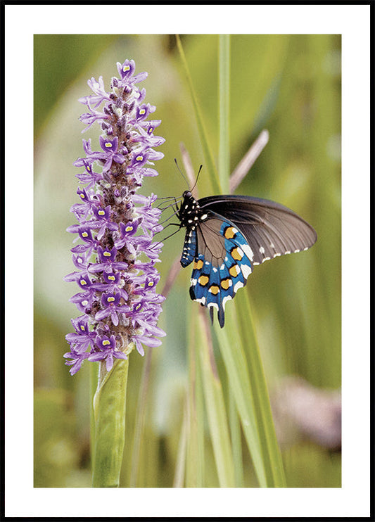 Butterfly on Lavender Bloom Poster