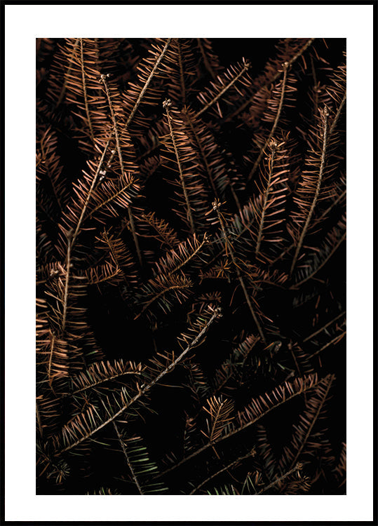 Fir Needle No. 1 Poster - Posterbox.art