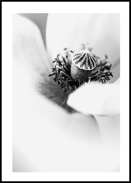 White Tulip Poster