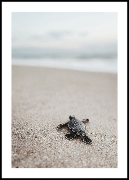 Baby Turtle on the Beach Poster