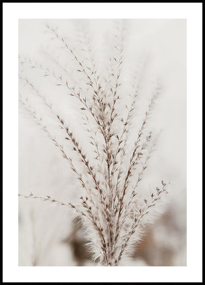 Delicate Grass Nature Poster