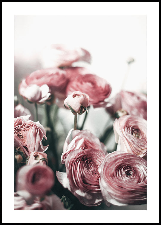 Soft Pink Ranunculus Poster