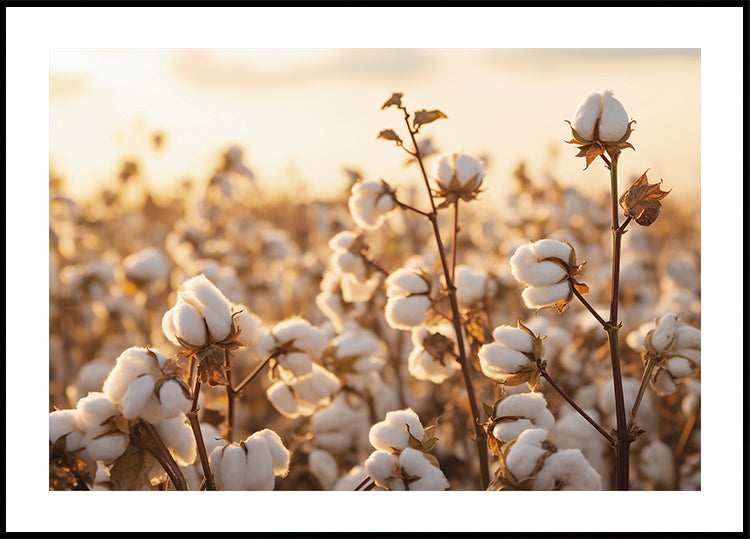 Cotton Flowers at Sunset Poster