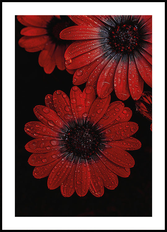 Red Dimorphotheca Flowers with Water Droplets Poster