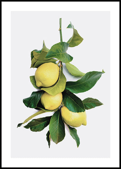 Branch with Lemons Poster - Posterbox.art