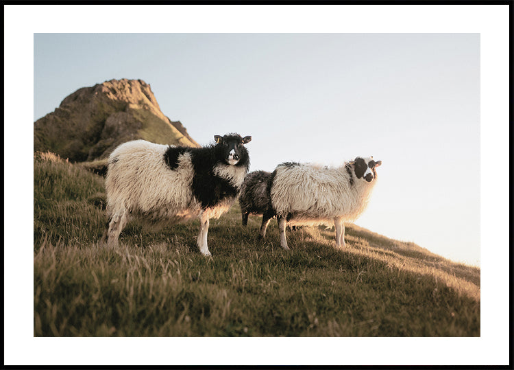 Icelandic Sheep in Nature Poster