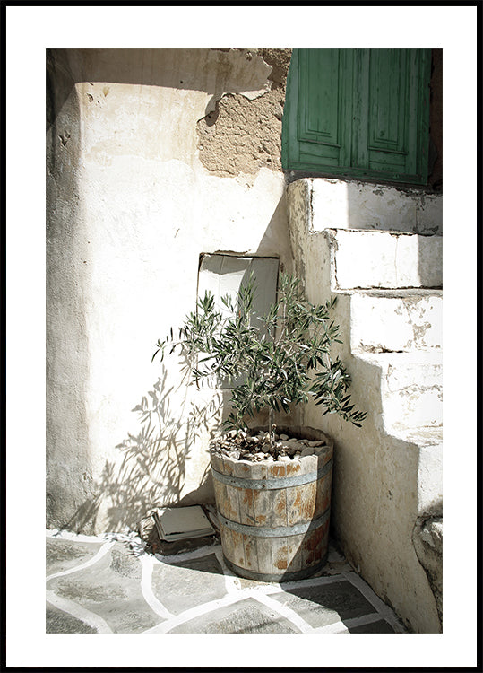 Charming Olive Tree in a Rustic Setting Poster