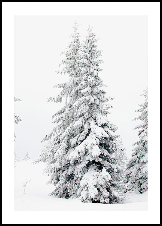 Snow-Covered Pine Trees Poster - Posterbox.art