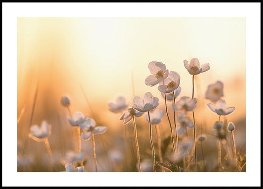 Wild Anemone at Sunset Poster