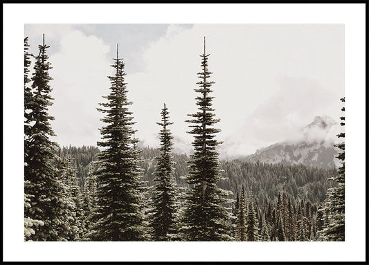 Majestic Fir Trees in the Mountains Poster