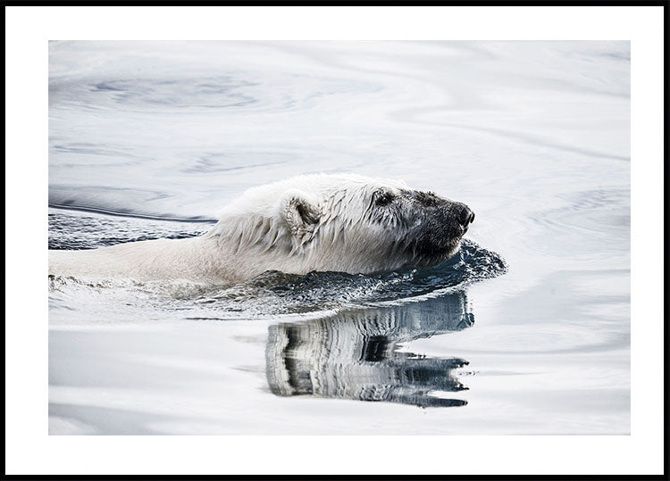Swimming Polar Bear Poster - Posterbox.art