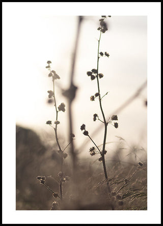 Grass Flower Poster - Posterbox.art