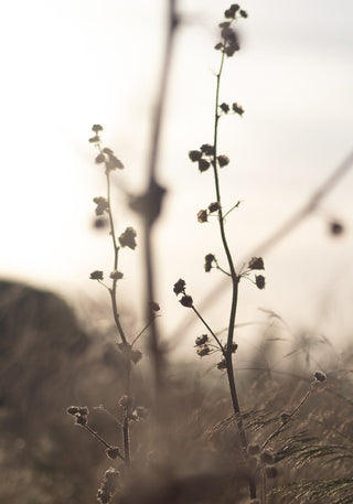 Grass Flower Poster - Posterbox.art