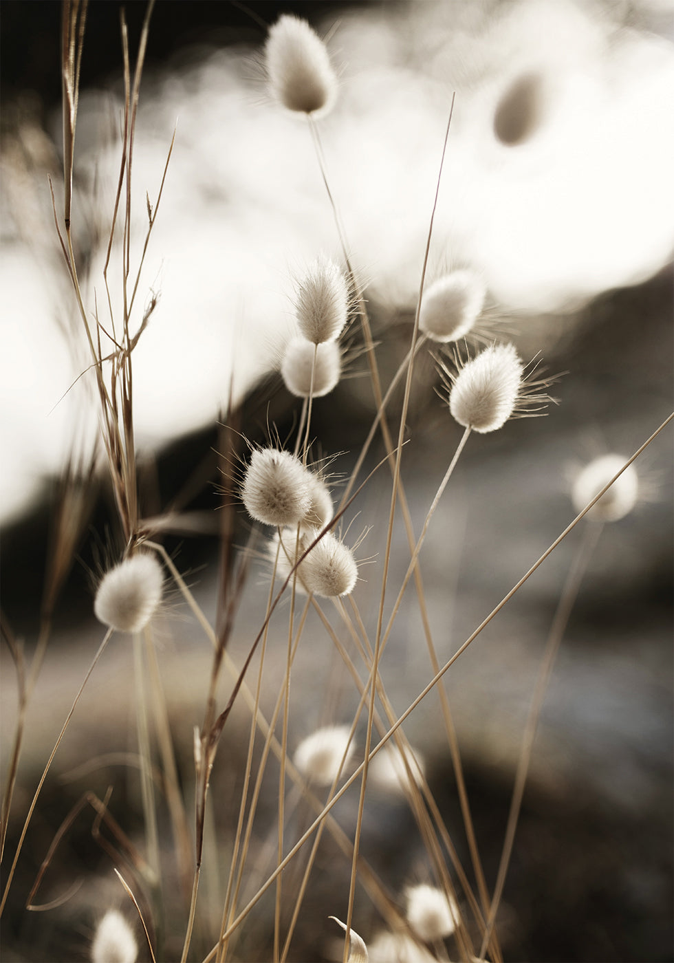 Grass In Sunlight Poster - Posterbox.art
