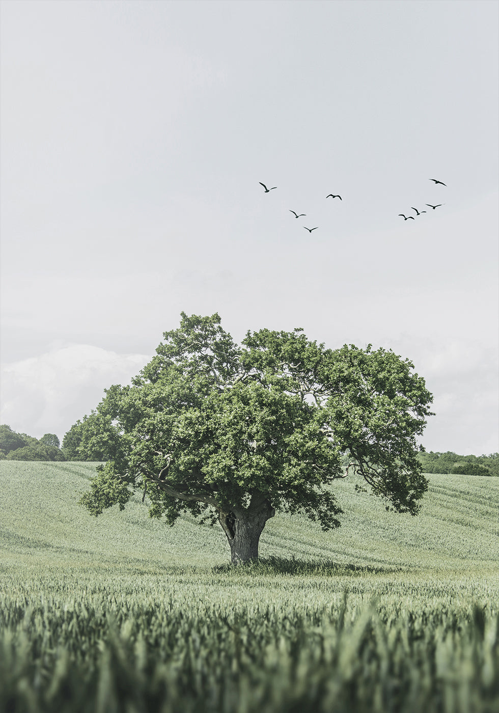 Green Tree In The Field Poster