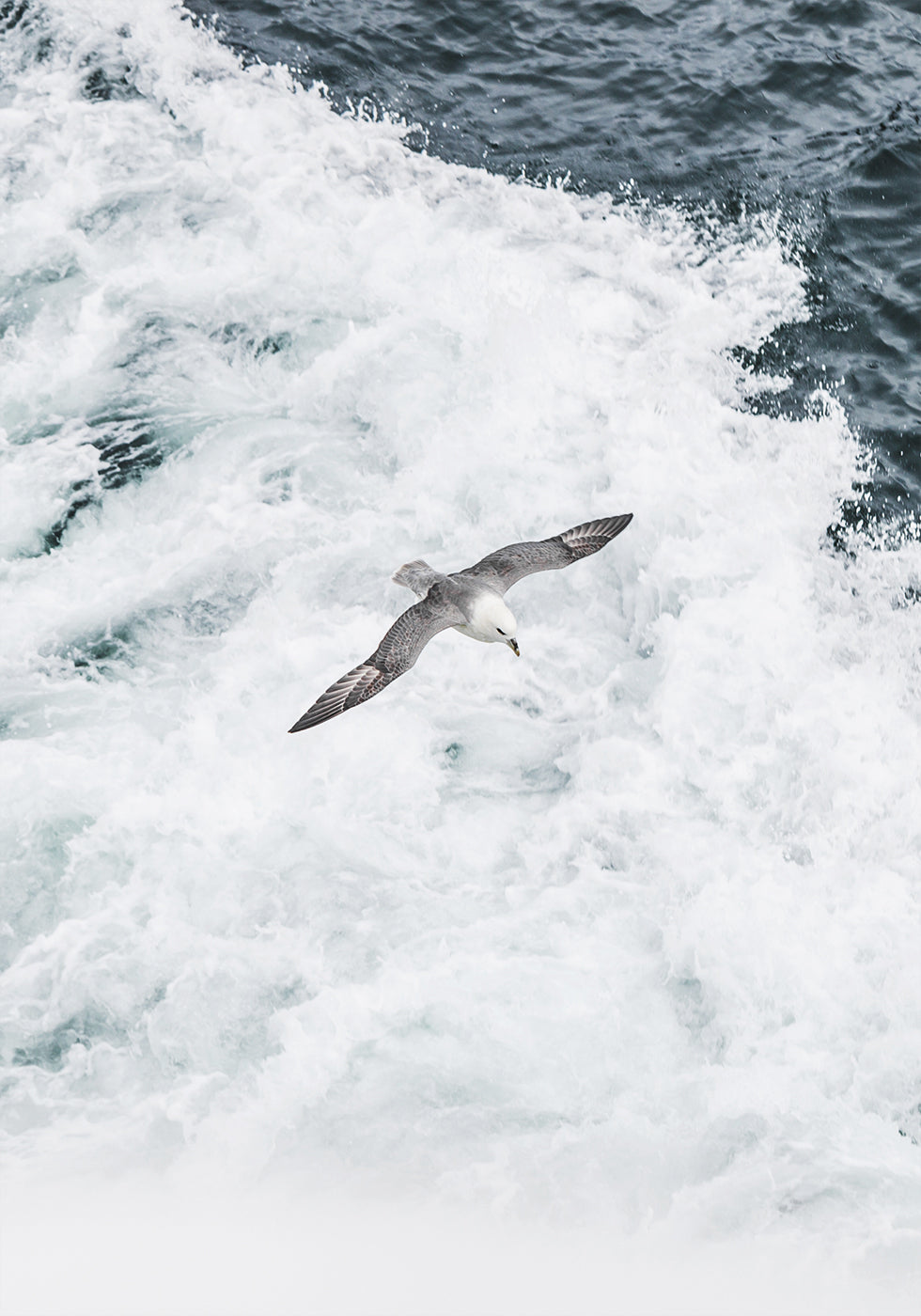 Grey Seagull Flying Over Waves Poster - Posterbox.art
