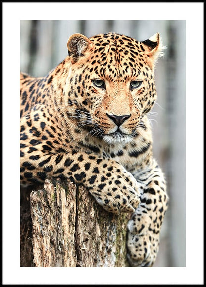 Majestic Leopard Poster