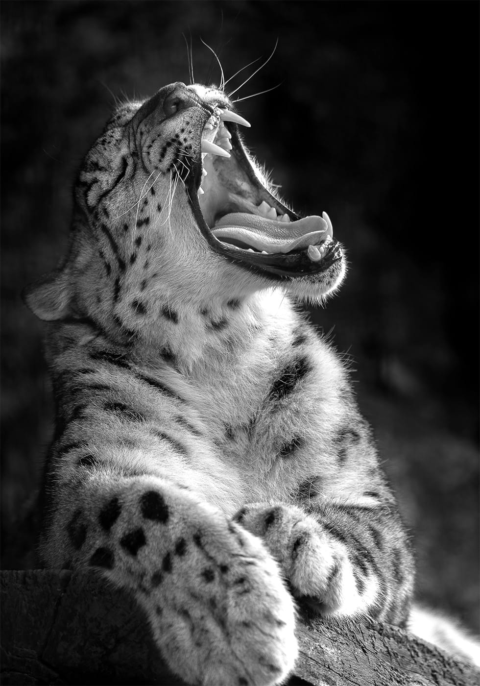 Majestic Leopard Roar Poster