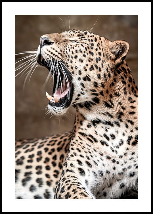 Leopard Roaring in Nature Poster