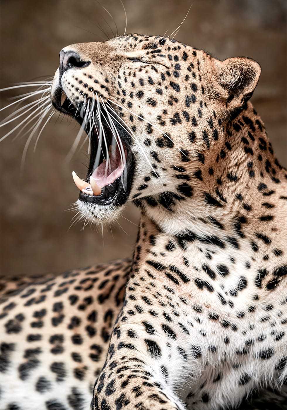 Leopard Roaring in Nature Poster